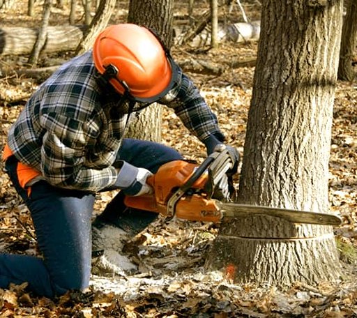 Tree Removal in Saucier, MS